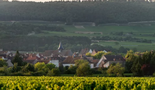 Savigny-lès-Beaune 1er Cru Aux Clous – Chartron et Trebuchet