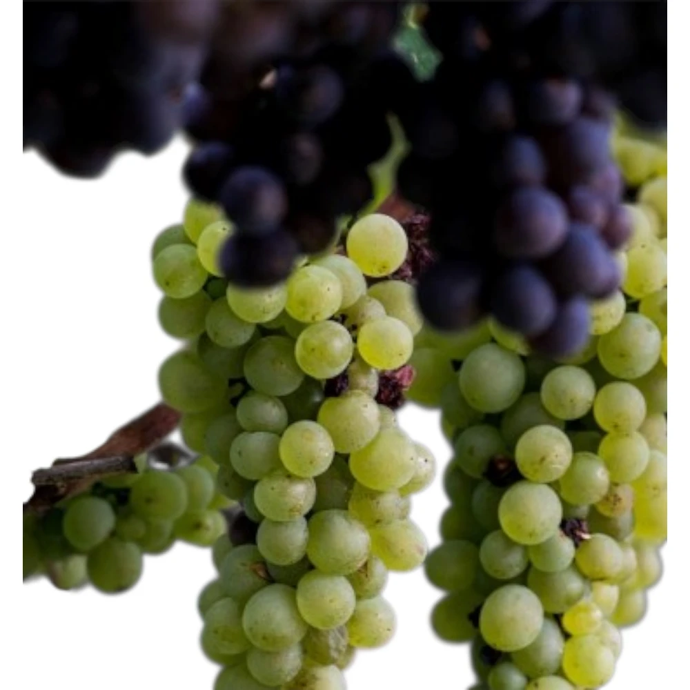 Miért szeretjük ennyire a Pinot Grigiót?